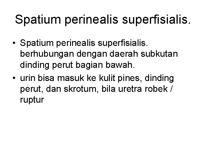 Spatium perinealis superfisialis. • Spatium perinealis superfisialis. berhubungan dengan daerah subkutan dinding perut bagian