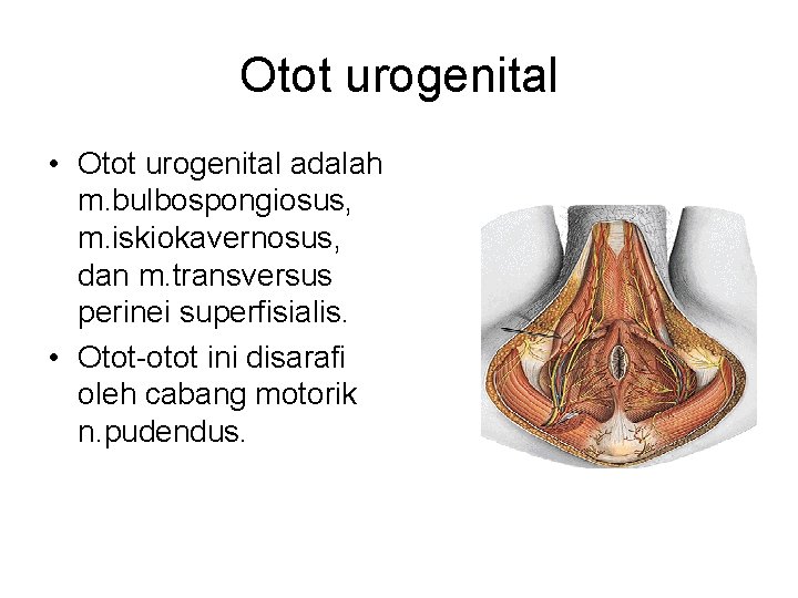 Otot urogenital • Otot urogenital adalah m. bulbospongiosus, m. iskiokavernosus, dan m. transversus perinei