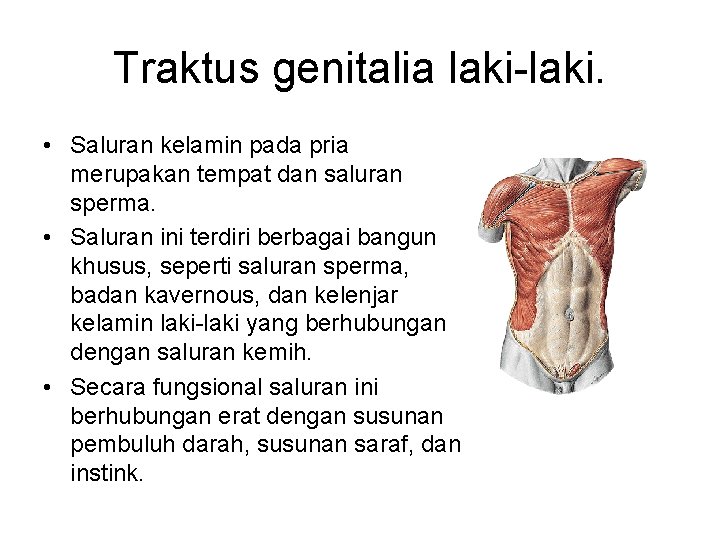 Traktus genitalia laki-laki. • Saluran kelamin pada pria merupakan tempat dan saluran sperma. •