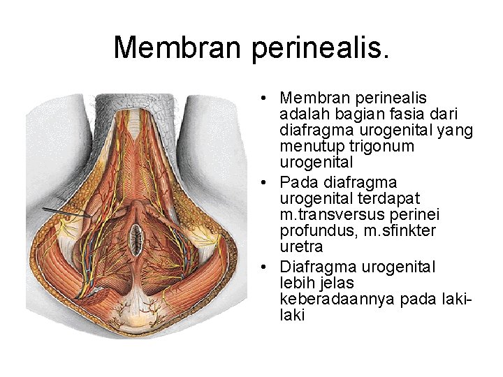 Membran perinealis. • Membran perinealis adalah bagian fasia dari diafragma urogenital yang menutup trigonum
