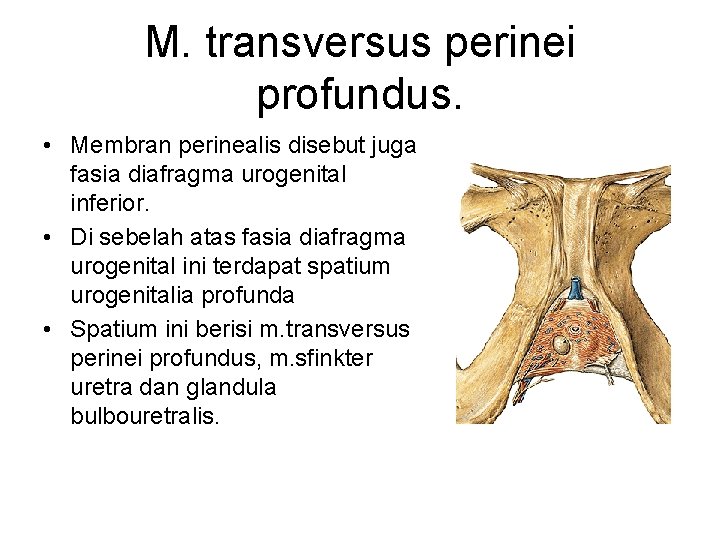 M. transversus perinei profundus. • Membran perinealis disebut juga fasia diafragma urogenital inferior. •