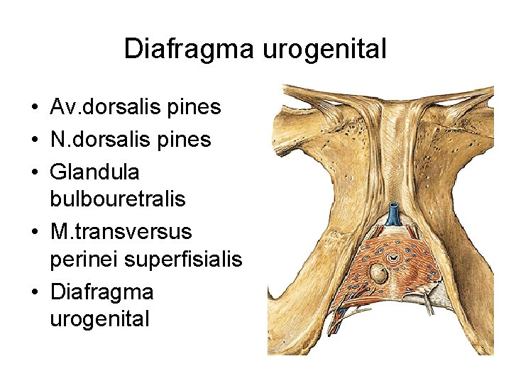 Diafragma urogenital • Av. dorsalis pines • N. dorsalis pines • Glandula bulbouretralis •