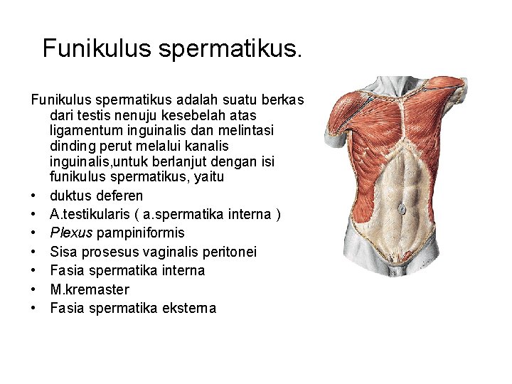Funikulus spermatikus adalah suatu berkas dari testis nenuju kesebelah atas ligamentum inguinalis dan melintasi
