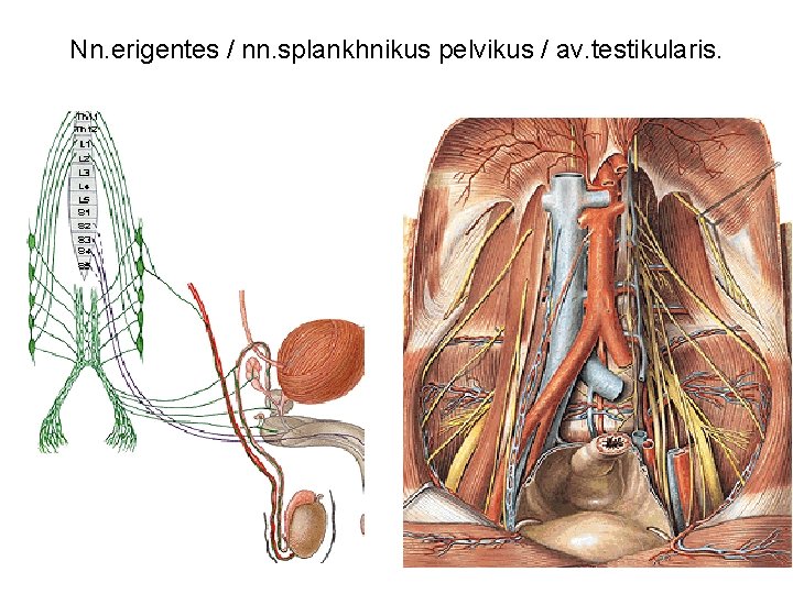 Nn. erigentes / nn. splankhnikus pelvikus / av. testikularis. 