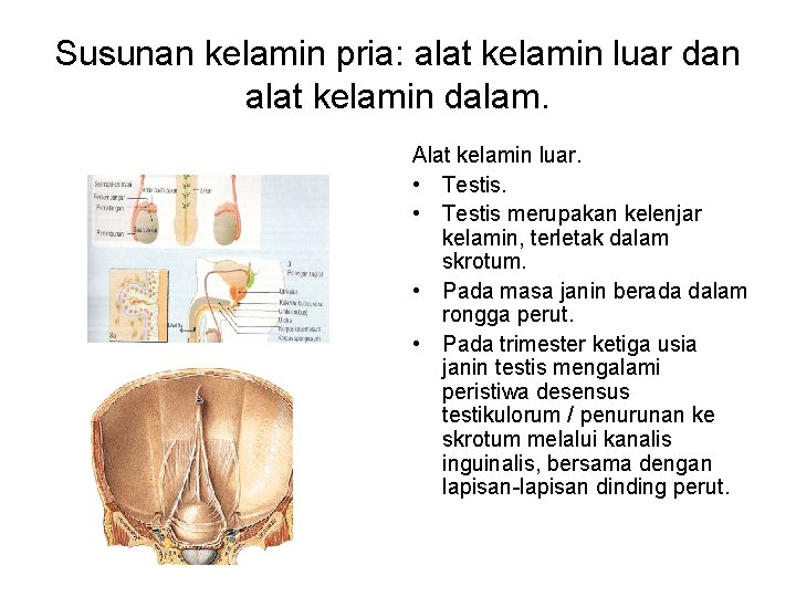 Susunan kelamin pria: alat kelamin luar dan alat kelamin dalam. Alat kelamin luar. •