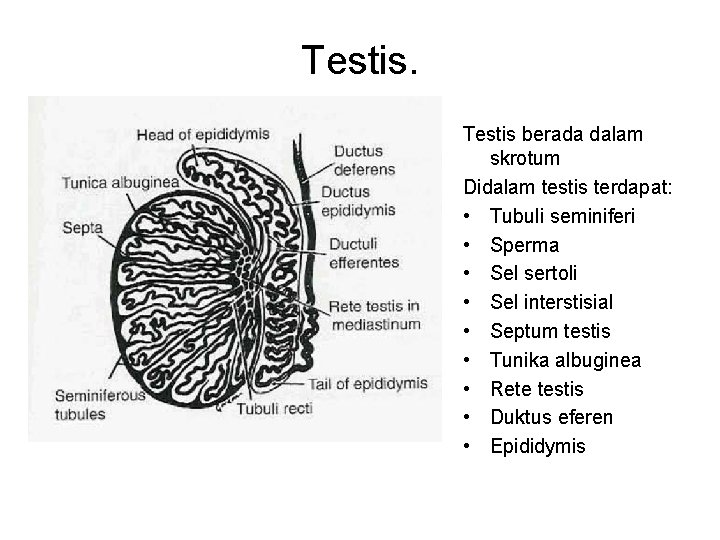 Testis berada dalam skrotum Didalam testis terdapat: • Tubuli seminiferi • Sperma • Sel