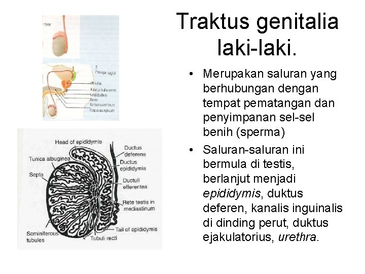 Traktus genitalia laki-laki. • Merupakan saluran yang berhubungan dengan tempat pematangan dan penyimpanan sel-sel