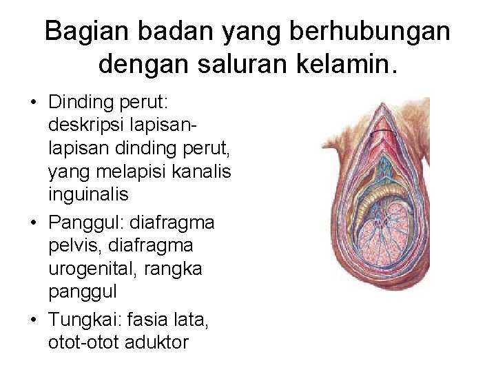 Bagian badan yang berhubungan dengan saluran kelamin. • Dinding perut: deskripsi lapisan dinding perut,