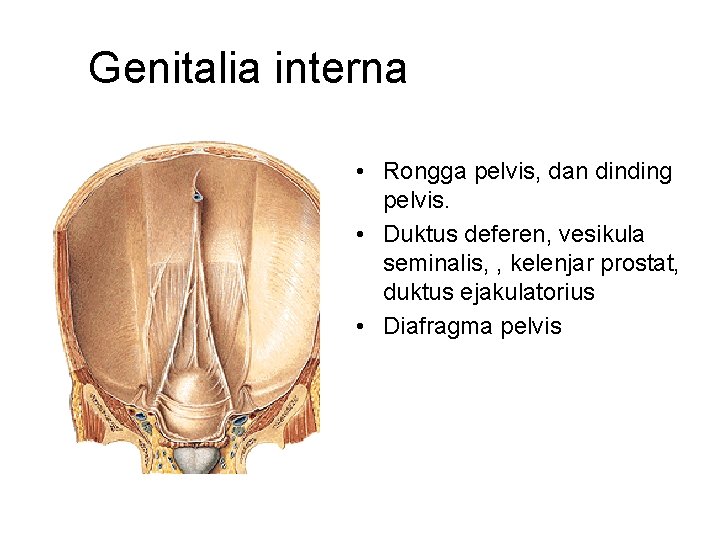 Genitalia interna • Rongga pelvis, dan dinding pelvis. • Duktus deferen, vesikula seminalis, ,