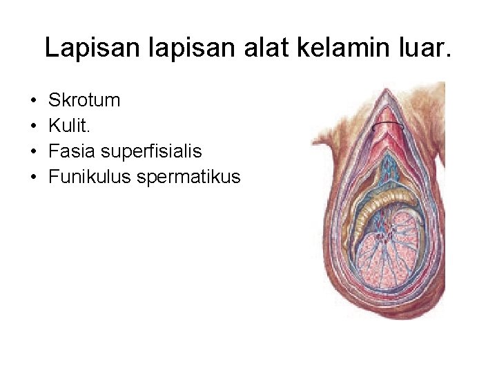 Lapisan lapisan alat kelamin luar. • • Skrotum Kulit. Fasia superfisialis Funikulus spermatikus 