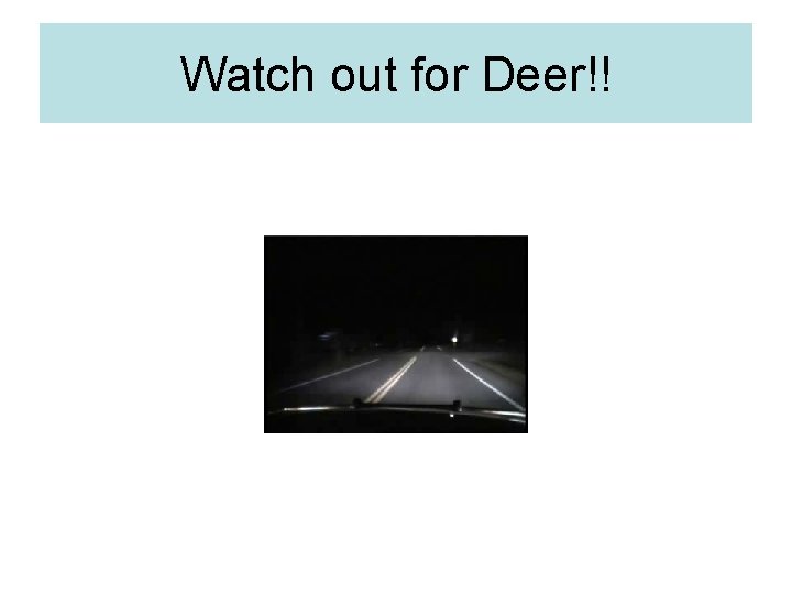 Watch out for Deer!! 