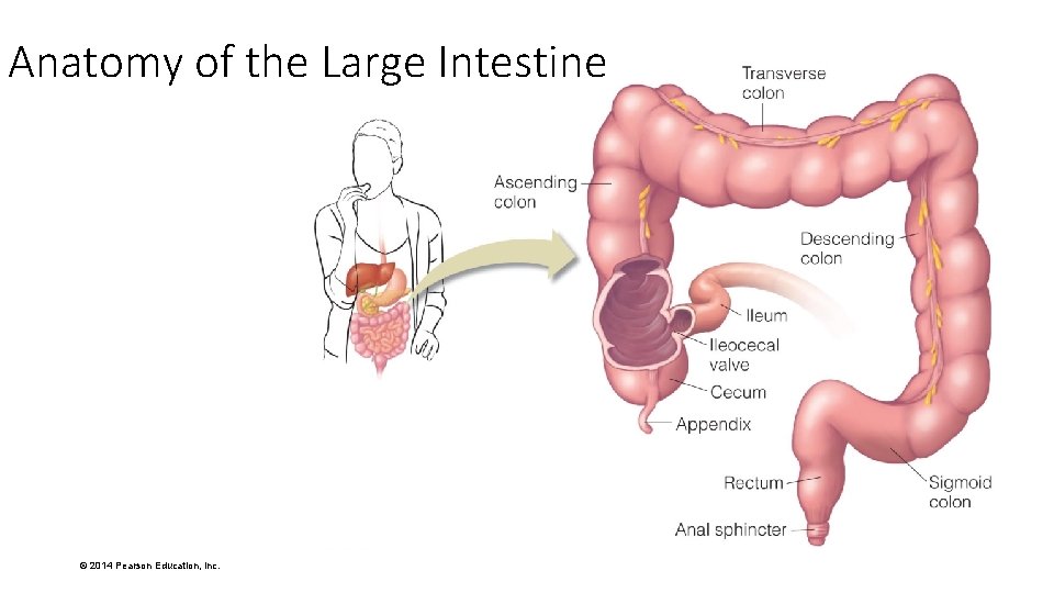 Anatomy of the Large Intestine © 2014 Pearson Education, Inc. 