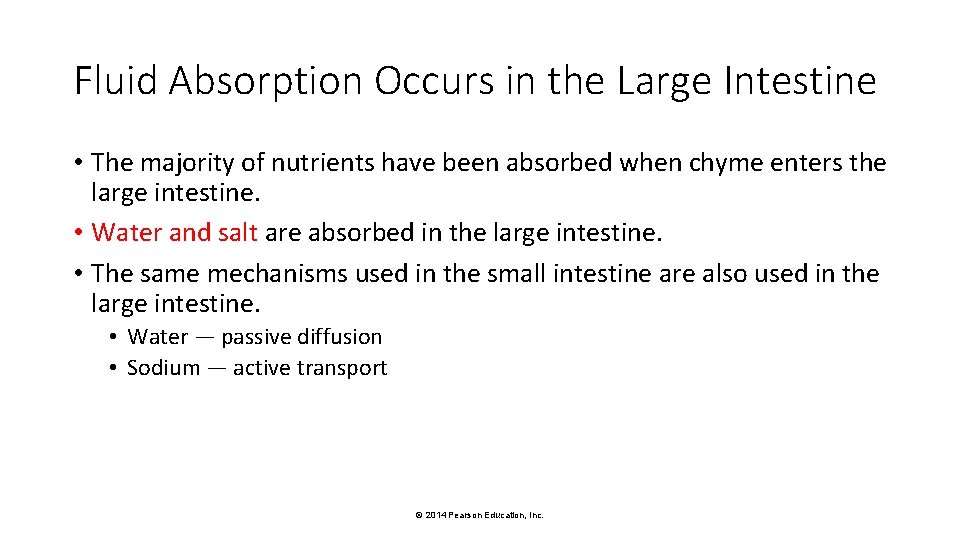 Fluid Absorption Occurs in the Large Intestine • The majority of nutrients have been