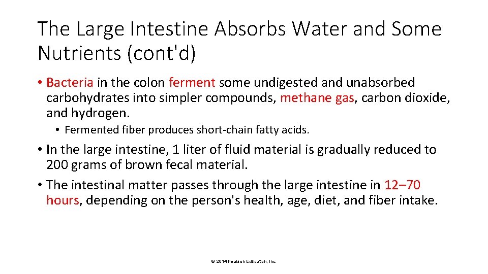 The Large Intestine Absorbs Water and Some Nutrients (cont'd) • Bacteria in the colon