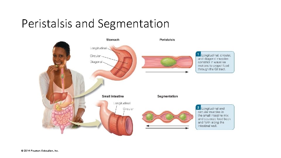 Peristalsis and Segmentation © 2014 Pearson Education, Inc. 