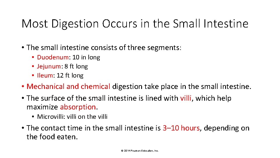 Most Digestion Occurs in the Small Intestine • The small intestine consists of three