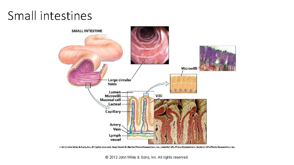 Small intestines © 2012 John Wiley & Sons, Inc. All rights reserved. 