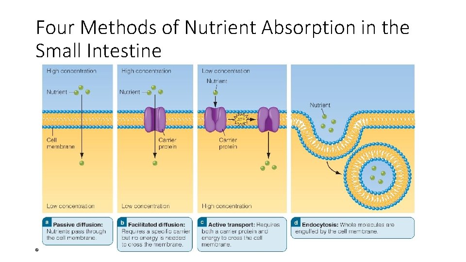 Four Methods of Nutrient Absorption in the Small Intestine © 2014 Pearson Education, Inc.