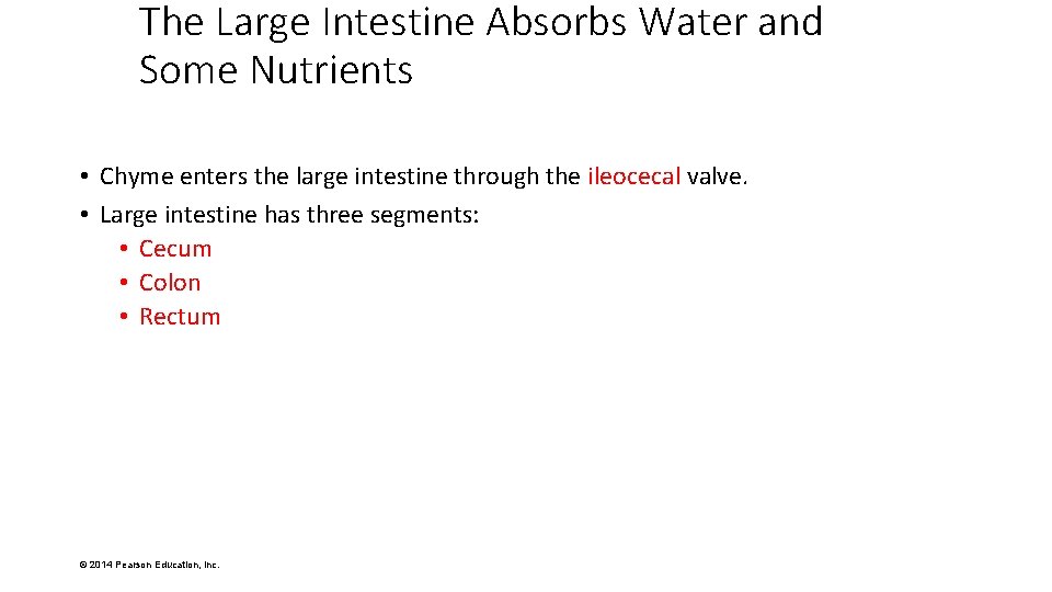 The Large Intestine Absorbs Water and Some Nutrients • Chyme enters the large intestine