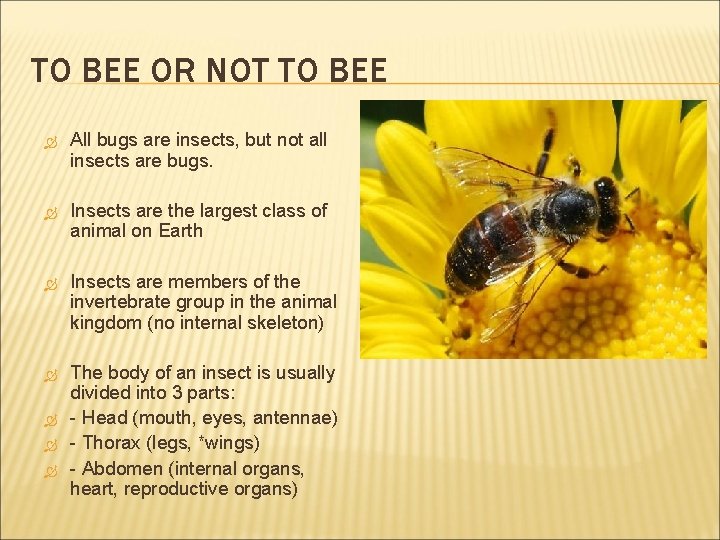 TO BEE OR NOT TO BEE All bugs are insects, but not all insects