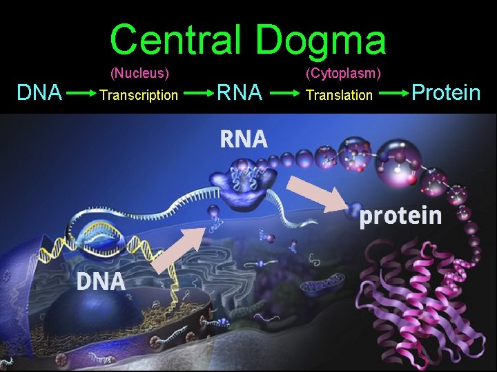 Central Dogma DNA (Nucleus) Transcription RNA (Cytoplasm) Translation Protein 