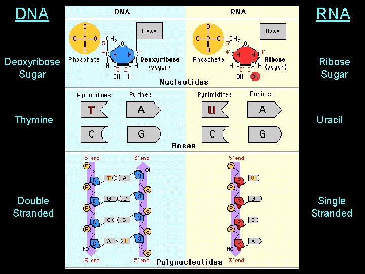 DNA RNA Deoxyribose Sugar Ribose Sugar Thymine Uracil Double Stranded Single Stranded 