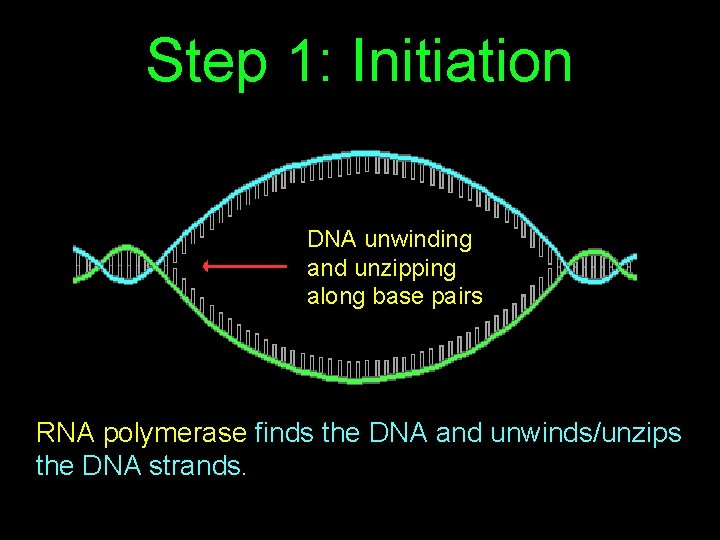 Step 1: Initiation DNA unwinding and unzipping along base pairs RNA polymerase finds the