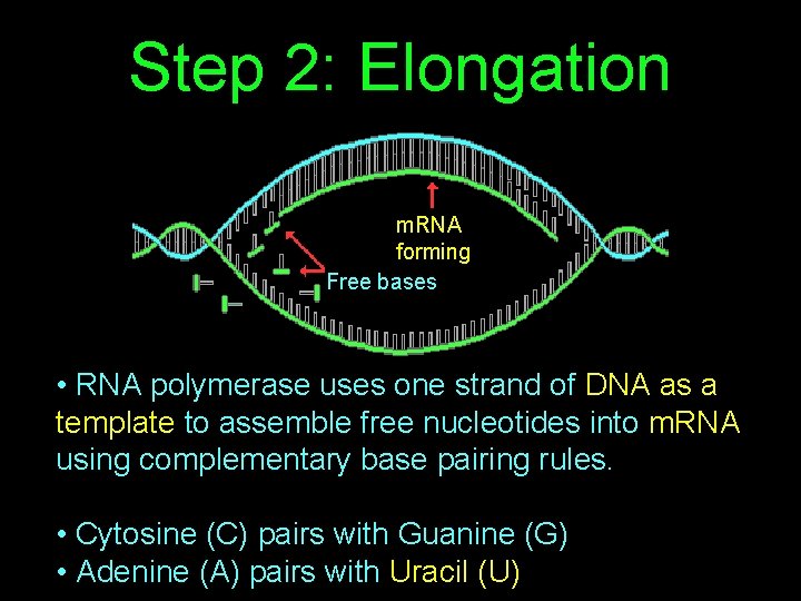 Step 2: Elongation m. RNA forming Free bases • RNA polymerase uses one strand
