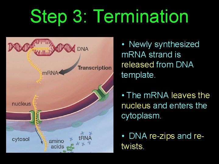 Step 3: Termination • Newly synthesized m. RNA strand is released from DNA template.