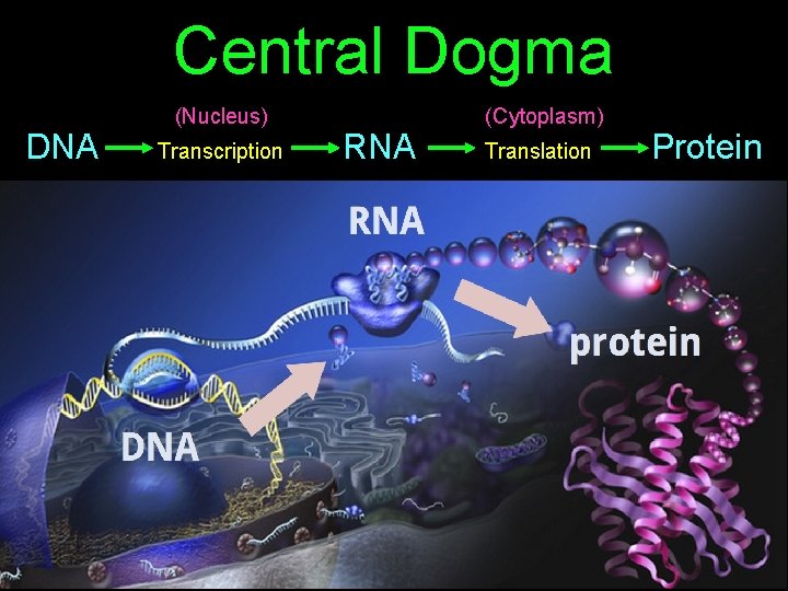 Central Dogma DNA (Nucleus) Transcription RNA (Cytoplasm) Translation Protein 