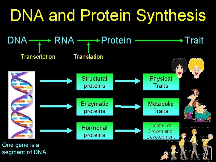 DNA and Protein Synthesis DNA RNA Transcription One gene is a segment of DNA