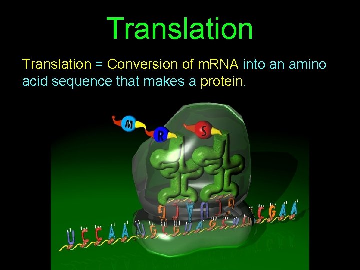 Translation = Conversion of m. RNA into an amino acid sequence that makes a