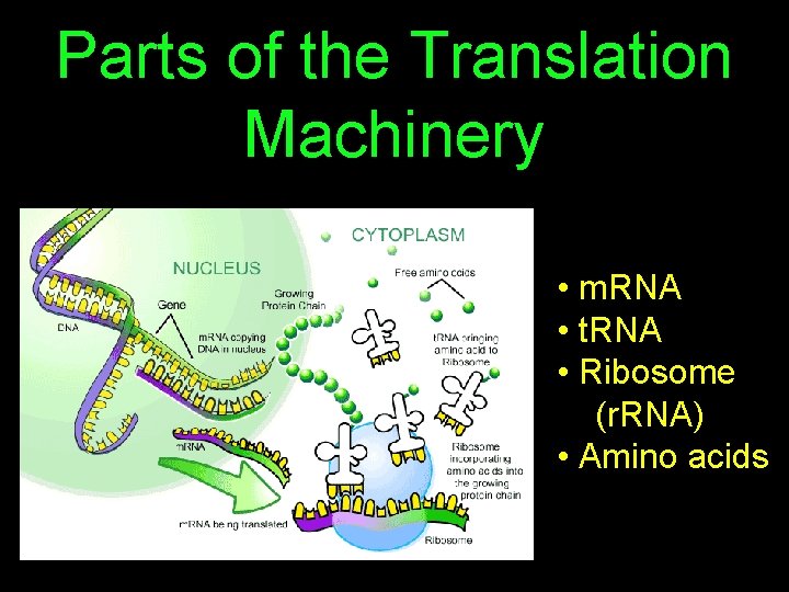 Parts of the Translation Machinery • m. RNA • t. RNA • Ribosome (r.