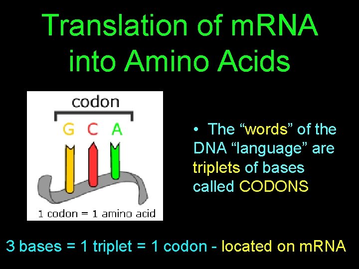 Translation of m. RNA into Amino Acids • The “words” of the DNA “language”