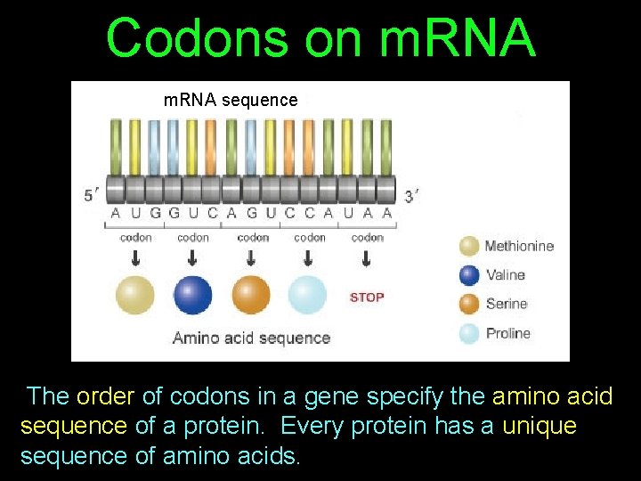 Codons on m. RNA sequence The order of codons in a gene specify the