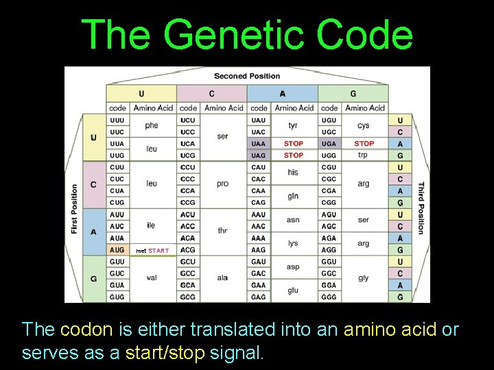 The Genetic Code met START The codon is either translated into an amino acid