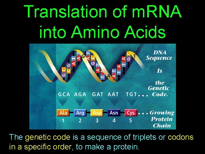 Translation of m. RNA into Amino Acids The genetic code is a sequence of