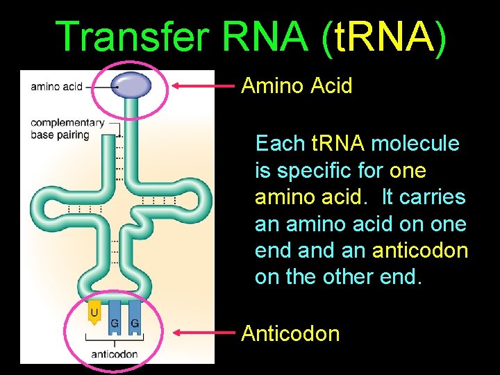 Transfer RNA (t. RNA) Amino Acid Each t. RNA molecule is specific for one