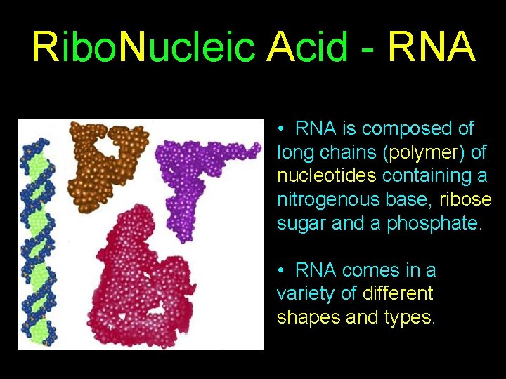 Ribo. Nucleic Acid - RNA • RNA is composed of long chains (polymer) of