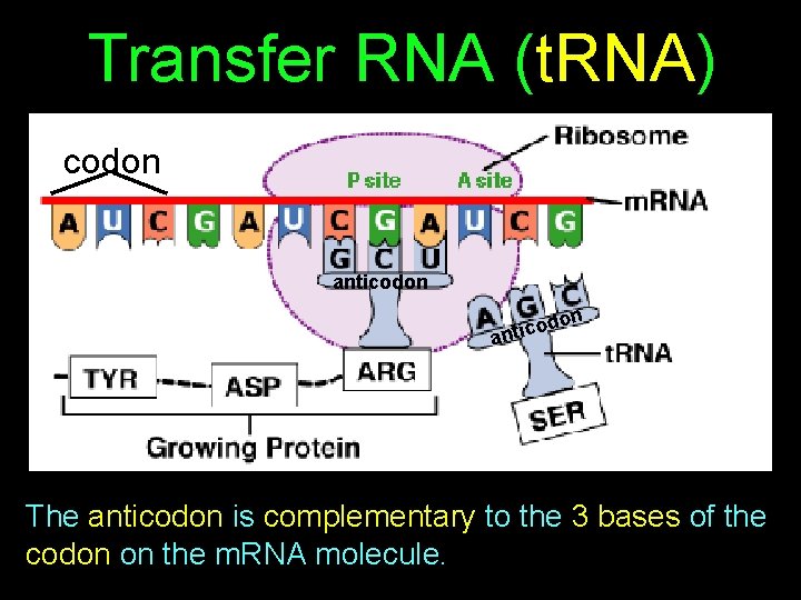 Transfer RNA (t. RNA) codon anticodon on od antic The anticodon is complementary to