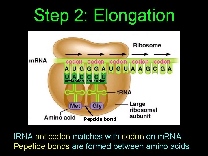 Step 2: Elongation codon codon anticodon Peptide bond t. RNA anticodon matches with codon