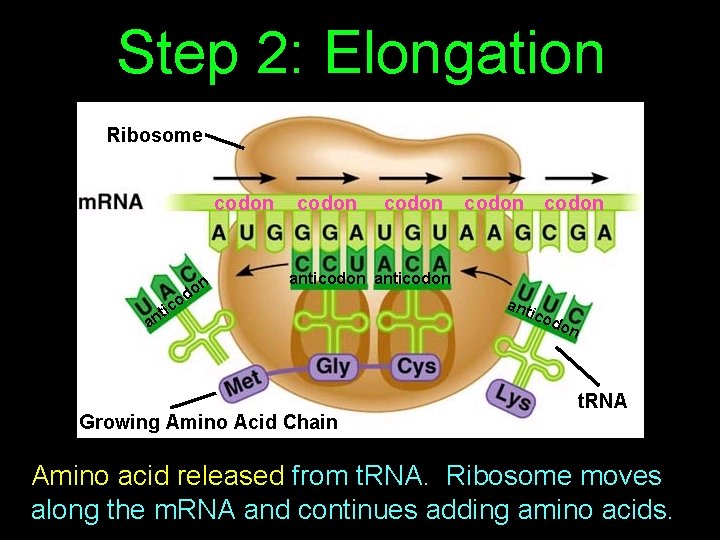 Step 2: Elongation Ribosome codon o ic t n n do codon anticodon a