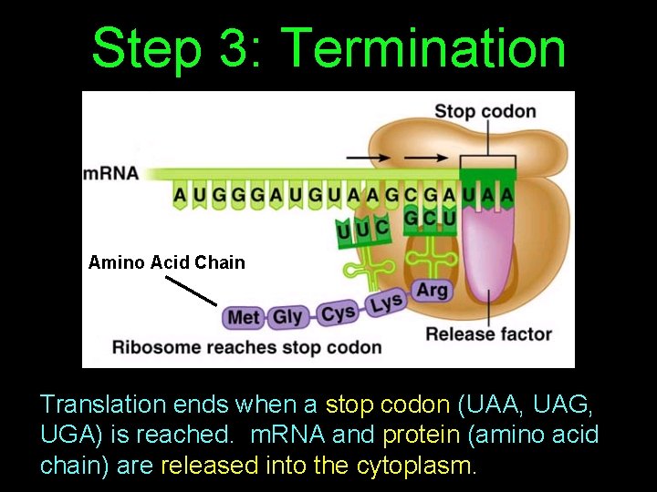 Step 3: Termination Amino Acid Chain Translation ends when a stop codon (UAA, UAG,