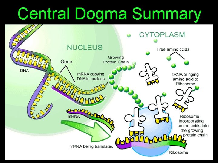 Central Dogma Summary 
