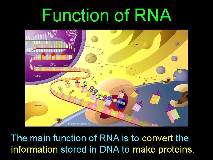 Function of RNA The main function of RNA is to convert the information stored