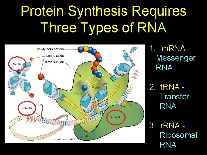 Protein Synthesis Requires Three Types of RNA 1. m. RNA Messenger RNA 2. t.