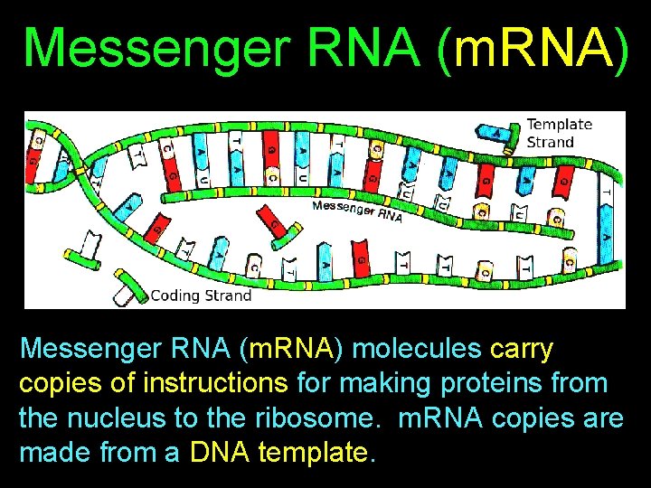 Messenger RNA (m. RNA) molecules carry copies of instructions for making proteins from the