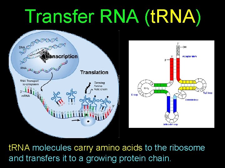 Transfer RNA (t. RNA) t. RNA molecules carry amino acids to the ribosome and