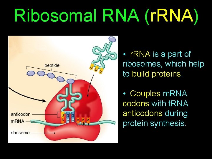 Ribosomal RNA (r. RNA) • r. RNA is a part of ribosomes, which help