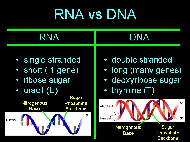 RNA vs DNA RNA • • DNA single stranded short ( 1 gene) ribose